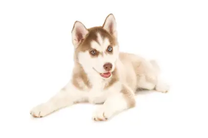 Siberian Husky