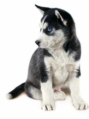 Siberian Husky