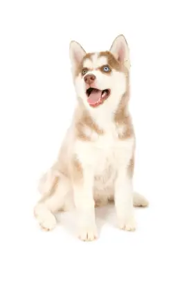 Siberian Husky