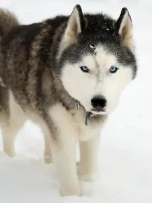 Siberian Husky