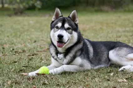 Siberian Husky