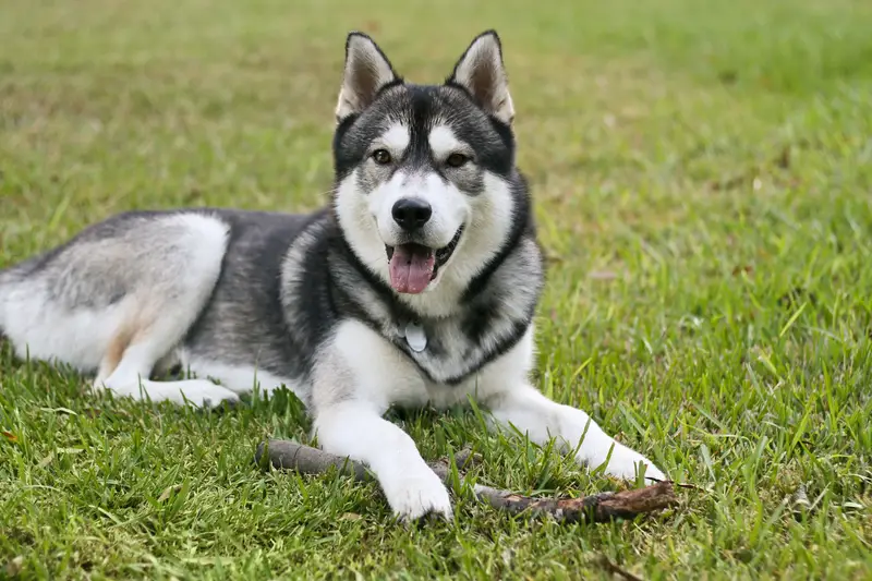 Siberian Husky