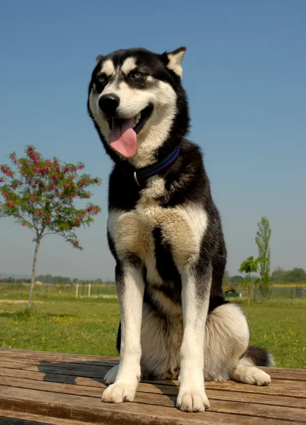 Siberian Husky