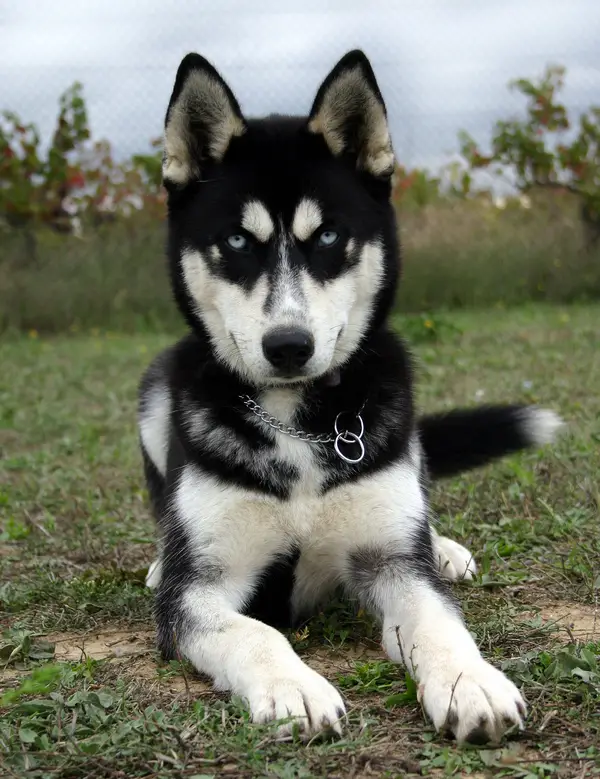 Siberian Husky