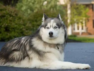 Siberian Husky