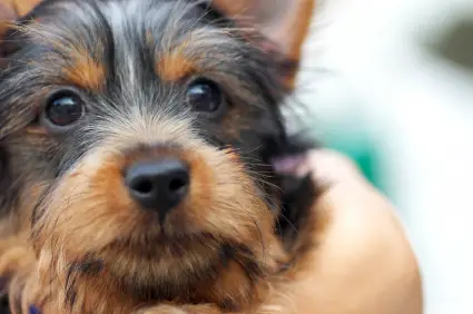 Silky Terrier
