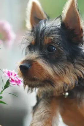 Silky Terrier