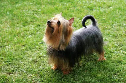 Silky Terrier