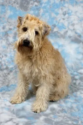 Soft Coated Wheaten Terrier