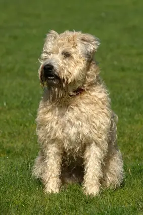 Soft Coated Wheaten Terrier