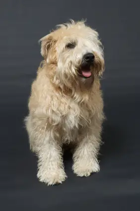 Soft Coated Wheaten Terrier