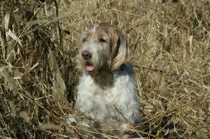 Spinone Italiano