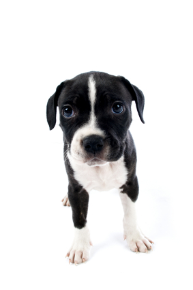 Staffordshire Bull Terrier