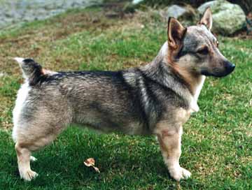 Swedish Vallhund