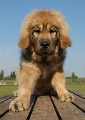 Tibetan Mastiff