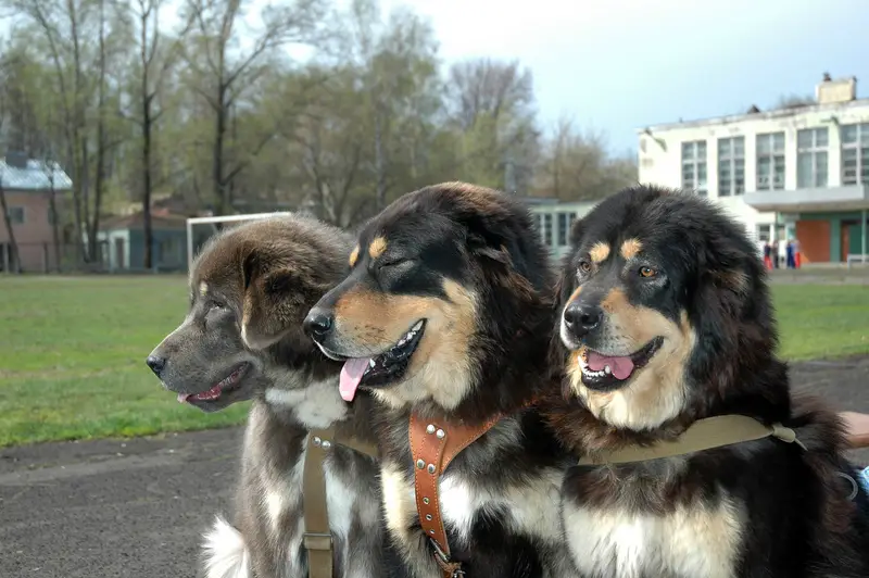 Tibetan Mastiff