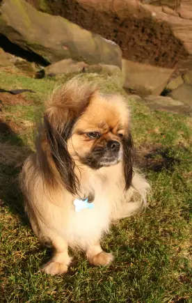 Tibetan Spaniel