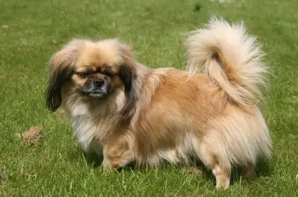 Tibetan Spaniel