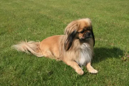 Tibetan Spaniel