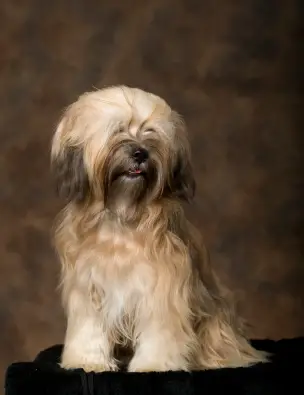 Tibetan Terrier