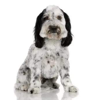 Tibetan Terrier