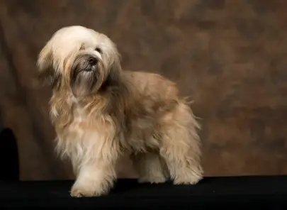 Tibetan Terrier