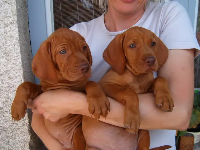 SugarVizsla pups