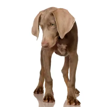 Weimaraner