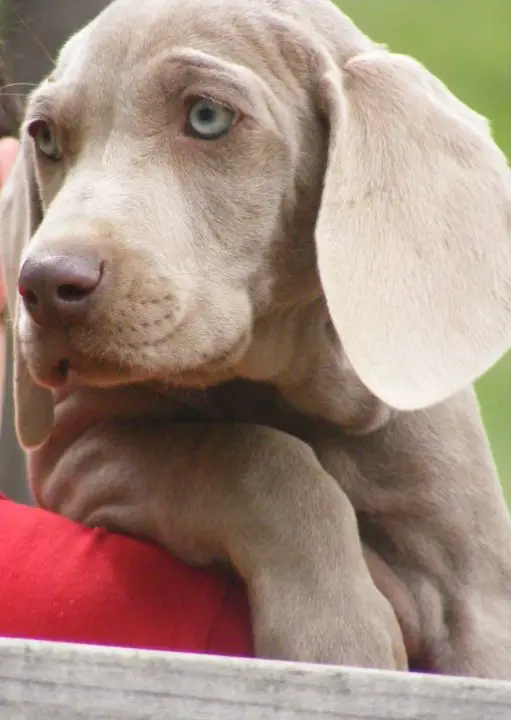 puppy