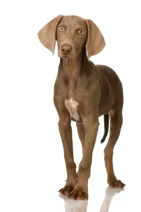 Weimaraner