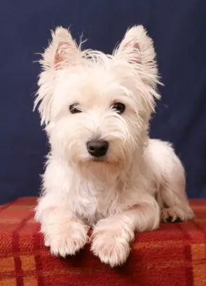 West Highland White Terrier