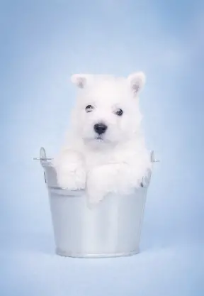 West Highland White Terrier
