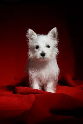 West Highland White Terrier