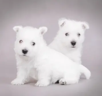 West Highland White Terrier