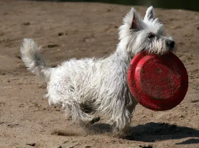 West Highland White Terrier