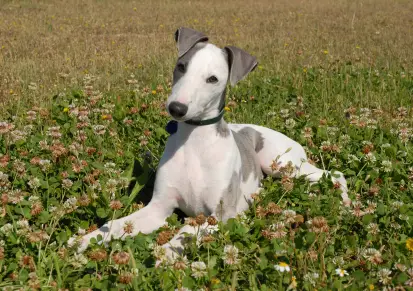 Whippet