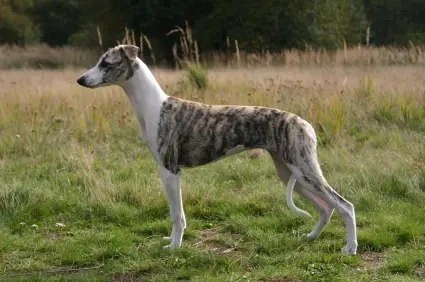 Whippet