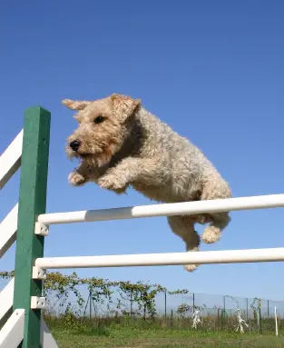 Wire Fox Terrier