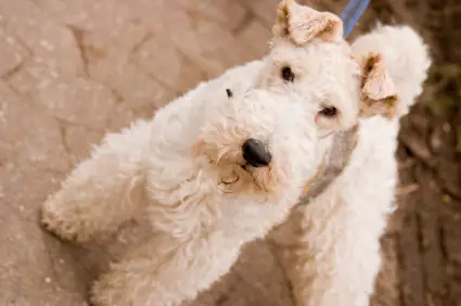 Wire Fox Terrier