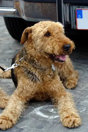 Wire Fox Terrier