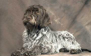 Wirehaired Pointing Griffon