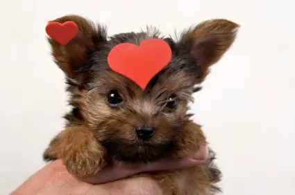 Yorkshire Terrier