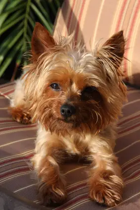 Yorkshire Terrier