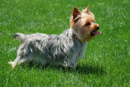 Yorkshire Terrier