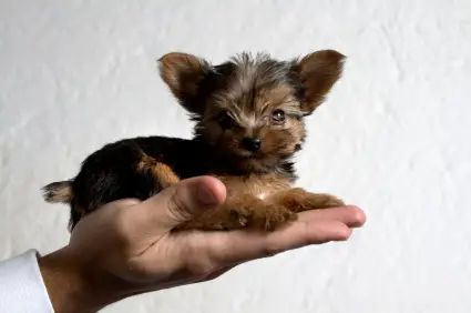 Yorkshire Terrier