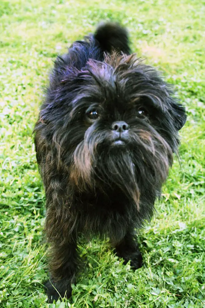 Affenpinscher