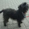 Affenpinscher
