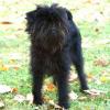 Affenpinscher