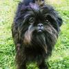 Affenpinscher