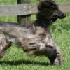 Afghan Hound